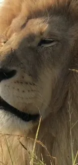 Close-up of a majestic lion in the wild, surrounded by grass.