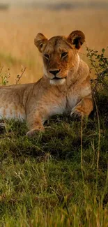 Majestic lion resting in the golden savannah, perfect for phone wallpaper.