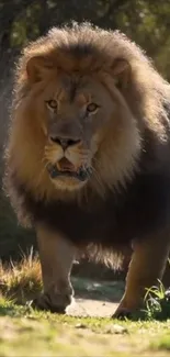 A majestic lion stands in its natural habitat.
