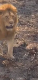 Lion strolling in the forest, showcasing wilderness beauty.