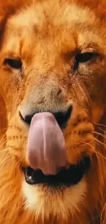 Close-up of a lion licking its nose with a golden mane.