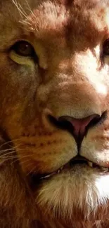 Close-up of a majestic lion's face, showcasing its intense gaze and regal features.