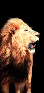 Majestic lion against a black backdrop.