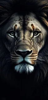 Majestic lion with deep colors on a dark background, perfect for mobile wallpaper.