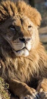 Majestic lion lounging in sunlight with a natural backdrop.