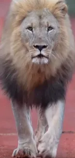 Majestic lion walking on a red path, mobile wallpaper.