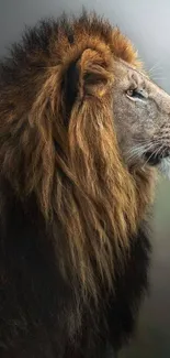 Majestic lion with a flowing golden mane on a mobile wallpaper.