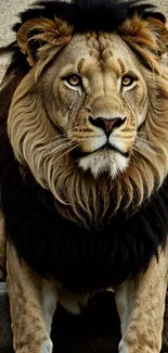 Majestic lion resting on stone with a regal mane, staring intently.