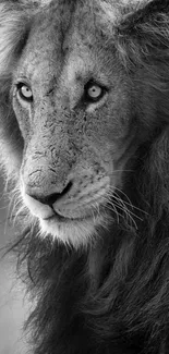 Black and white majestic lion portrait mobile wallpaper.