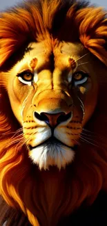 Majestic lion with orange mane on mobile wallpaper, fierce and regal.