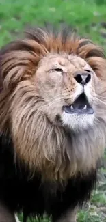 Majestic lion with a vibrant mane roaring in the wild.