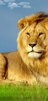 Majestic lion resting on green grass with a blue sky background.