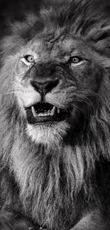 Black and white photo of a majestic lion's face.