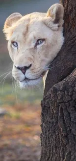 Lion peeking out from behind a tree, perfect for mobile wallpaper.