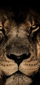 Close-up of a fierce lion's face with piercing eyes and detailed fur.