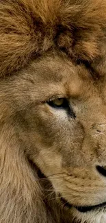 Majestic lion in close-up, showcasing its regal beauty and intense gaze.