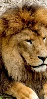 Majestic lion resting on a rock, showcasing its magnificent mane.