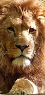 Close-up of majestic lion in golden brown tone.