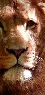 Close-up of a majestic lion's face with golden brown fur.