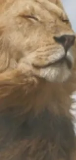 Majestic lion with eyes closed in sunlight.