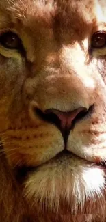 Close-up portrait of a majestic lion on a mobile wallpaper.