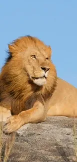 Majestic lion resting on a rock under a blue sky.