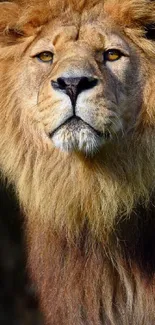 Close-up of a majestic lion with a regal expression.