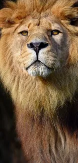 Majestic lion portrait with golden mane, ideal for mobile wallpaper.