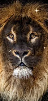 Majestic lion with a dark brown mane and intense gaze, perfect for mobile wallpaper.