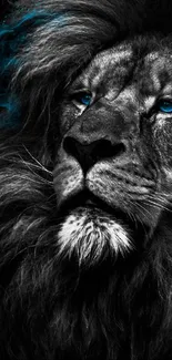 Stunning black and white lion with blue eyes mobile wallpaper.