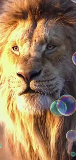 Beautiful lion with golden mane and bubbles in mobile wallpaper.