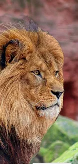 Majestic lion with brown mane overlooking a natural backdrop.