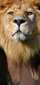 Majestic lion with golden mane, intense gaze, wildlife wallpaper.