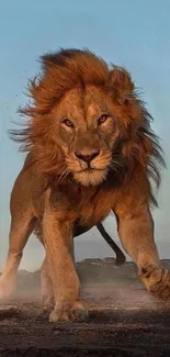 Majestic lion walking on a dusty savannah at dusk.