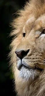 Majestic lion in side profile with a detailed, golden mane against a dark background.