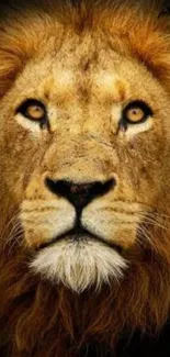 Close-up image of a majestic lion's face with a golden brown mane.