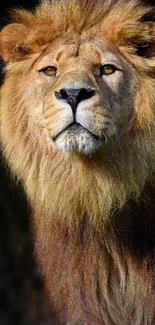 A majestic lion stands proudly with a golden brown mane.