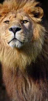 Majestic lion with a grand mane set against a dark background.