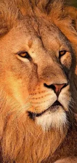 Close-up of majestic lion's face, showcasing its regal features.