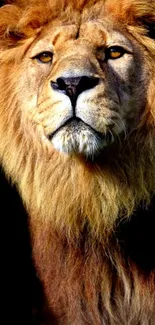 Majestic lion with dark mane mobile wallpaper.