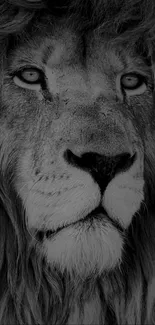 Monochrome lion portrait in black and white, showcasing majestic and regal beauty.