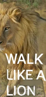 Motivational lion wallpaper with 'Walk Like a Lion' text.