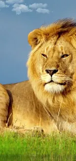 Majestic lion resting on green grass with a blue sky backdrop.