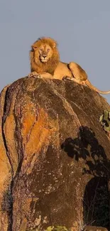 Majestic lion resting atop a rocky outcrop at sunset.