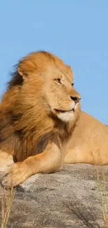 Majestic lion resting on rock under clear blue sky.