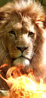 Majestic lion resting on rock in the forest.