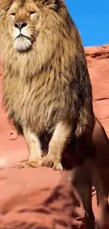 Majestic lion standing proudly on red rocks under a bright blue sky.