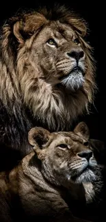 Majestic lions with a dark background.