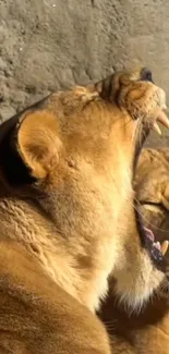 Two majestic lions basking in sunlight with mouths open.