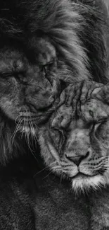 Two lions cuddling in a serene black and white image.